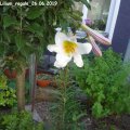 Lilium_regale_26.06.2019