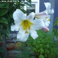 Lilium_regale_BlÃ¼ten_30.06.2019