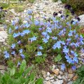 Lithodora_diffusa__Heavenly_Blue_18.05.2019