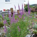 Lythrum_salicaria_14.07.2019