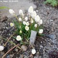 Muscari_White_Magic_29.03.2019