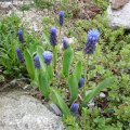 Muscari_latifolium_13.04.2019