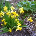 Narcissus_Tete_a_Tete_05.04.2019