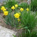 Narcissus_pseudonarcissus_ssp._Obvallaris_05.04.2019