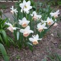Narcissus_triandrus_Katie_Heath_24.04.2019