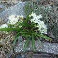 Ornithogalum_balansae_29.03.2019