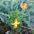 Papaver_alpina_orange_18.10.2019