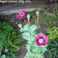 Papaver_orientale_30.06.2019