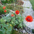 Papaver_sp._15.09.2019