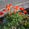 Papaver_sp._18.10.2019