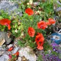 Papaver_sp._Schweiz_21.06.2019