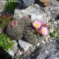 Pediocactus_simpsonii_19.04.2019