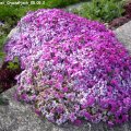 Phlox_douglasii_Crackerjack_05.05.2019