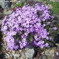 Phlox_subulata__Purple_Beauty_20.04.2019