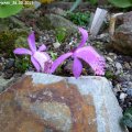 Pleione_limprichtii_26.05.2019