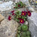 Primula_Juliae__syn._Primula_x_pruhoniciana_â_Saladin_â_05.04.2019