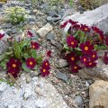 Primula_Saladin_13.04.2019