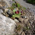 Primula_auricula_karminrot_07.04.2019