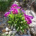 Primula_hirsuta_19.04.2019