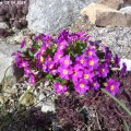 Primula_juliae_07.04.2019