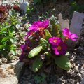 Primula_juliae_ApfelblÃ¼te_19.04.2019