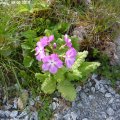 Primula_sieboldii__05.05.2019