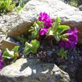 Primula_venusta_19.04.2019
