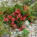 Rhododendron_nakaharai_Alexander_21.06.2019