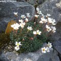 Saxifraga_Barbara_07.04.2019