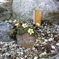 Saxifraga_Dr._Watson_17.03.2019