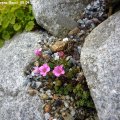 Saxifraga_Irene_Bacci_05.04.2019