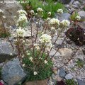 Saxifraga_Jan_Fouquaert_18.05.2019