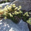 Saxifraga_Jason_29.03.2019