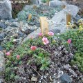 Saxifraga_Peach_Melba_29.03.2019