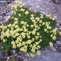 Saxifraga_Pygmalion_05.04.2019