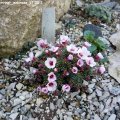 Saxifraga__irvingi_jenkinsae_17.03.2019