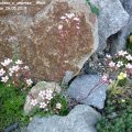 Saxifraga_callosa_x_umbrosa__Winifred_Bevington_26.05.2019