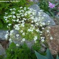 Saxifraga_continentalis_26.05.2019