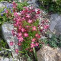 Saxifraga_x_arendsii_Rot_05.05.2019