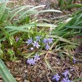 Scilla_bifolia_29.03.2019