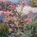 Sedum_thelphium_Munstead_dark_Red_15.06.2019