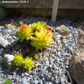 Sempervivum_Goldsternchen_19.04.2019