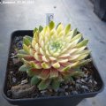 Sempervivum_Sunburst_20.04.2019