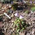 Soldanella_carpatica_19.04.2019