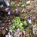 Soldanella_dimoniei_19.04.2019