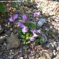 Soldanella_hungarica_ssp._hungarica_19.04.2019