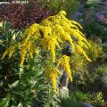Solidago_virgaurea_15.09.2019