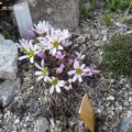 Calianthemum_anemonoides_20.03.2020