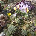 Crocus_chrysanthus_advance_01.03.2020