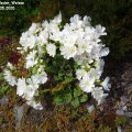 Lewisia_cotyledon_Weisse_Auslese_10.05.2020